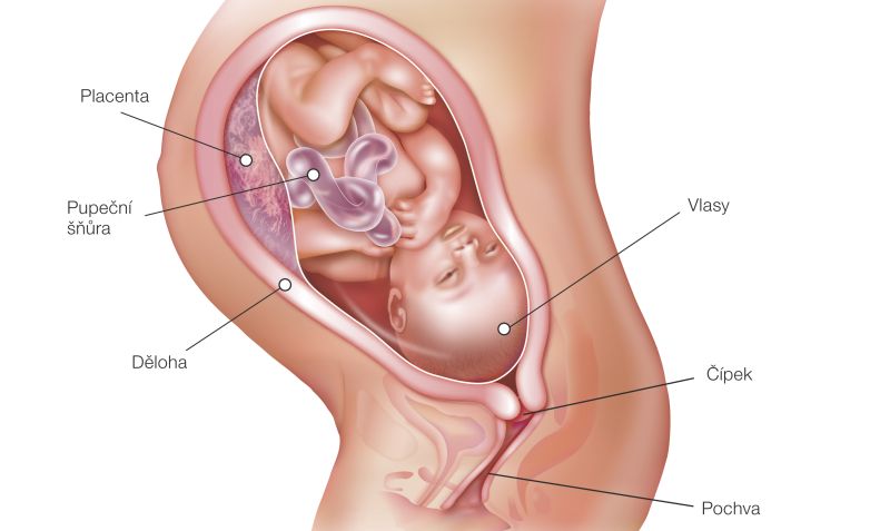 Fotografie (37. týždeň tehotenstva: Vývoj plodu a tehotenské zmeny)